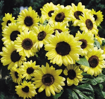 Picture of Helianthus (Sunflower) - Valentine